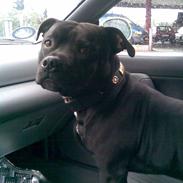Staffordshire bull terrier Tyson