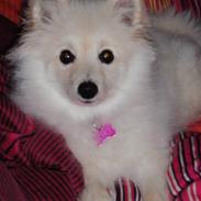 Blanding af racer Kiki