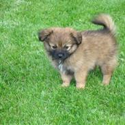 Blanding af racer Coco