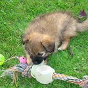 Blanding af racer Coco