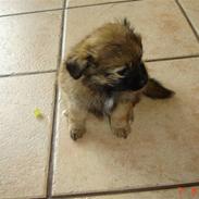 Blanding af racer Coco