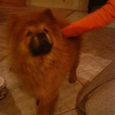 Chow chow Max