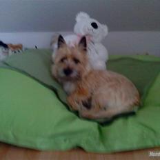 Cairn terrier Bubber