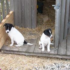 Dansk svensk gaardhund kvik
