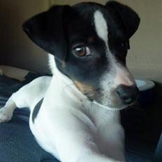 Dansk svensk gaardhund kvik