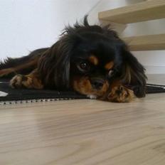 Cavalier king charles spaniel *Felix*