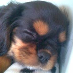 Cavalier king charles spaniel *Felix*