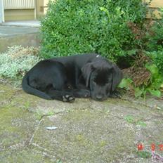 Labrador retriever Zia