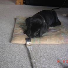 Labrador retriever Zia