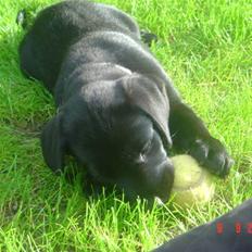 Labrador retriever Zia
