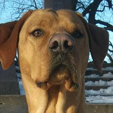 Blanding af racer Rollo Himmelhund