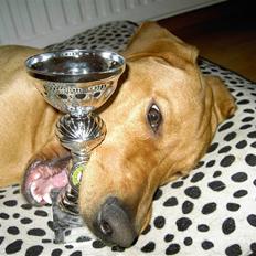 Blanding af racer Rollo Himmelhund