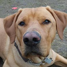 Blanding af racer Rollo Himmelhund