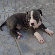 Amerikansk staffordshire terrier cliff