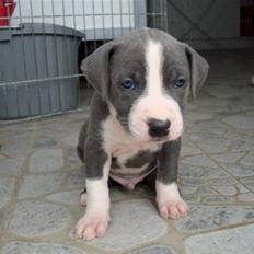 Amerikansk staffordshire terrier cliff