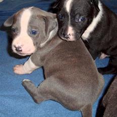 Amerikansk staffordshire terrier cliff