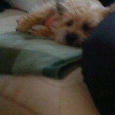 Cairn terrier Bubber