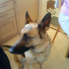 Schæferhund tanja *R.I.P*