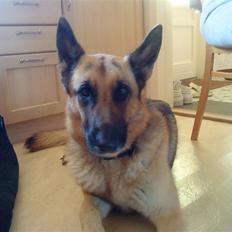 Schæferhund tanja *R.I.P*