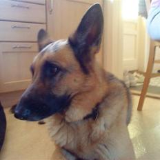 Schæferhund tanja *R.I.P*