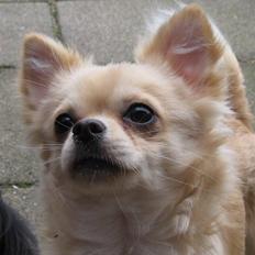 Chihuahua               Cocio Light