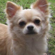 Chihuahua               Cocio Light