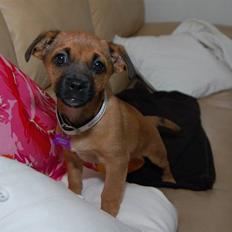 Blanding af racer Tulle