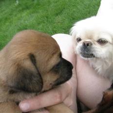 Blanding af racer Tulle