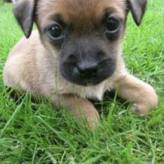 Blanding af racer Tulle