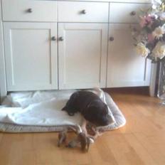 Blanding af racer Broweiler Odin