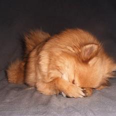 Pomeranian trold/maryy/mager