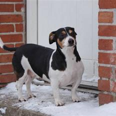 Jack russell terrier mie