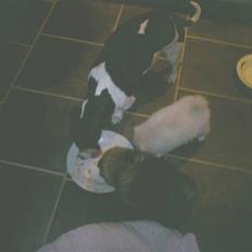 Jack russell terrier mie