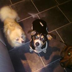 Jack russell terrier mie