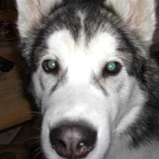 Alaskan malamute Moonsongs Tan Galto