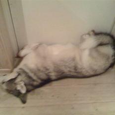 Alaskan malamute Moonsongs Tan Galto