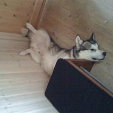 Alaskan malamute Moonsongs Tan Galto