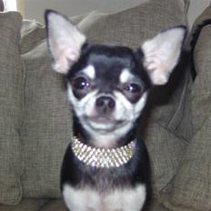 Chihuahua Cher blir kaldt Donna