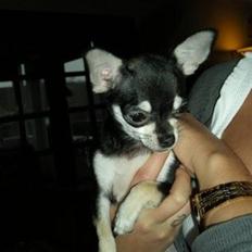 Chihuahua Cher blir kaldt Donna