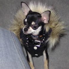 Chihuahua Cher blir kaldt Donna