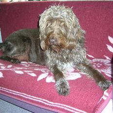 Ruhåret hønsehund muffe-pigen (R.I.P 2009)