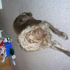 Ruhåret hønsehund muffe-pigen (R.I.P 2009)