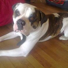 Amerikansk bulldog kenzo