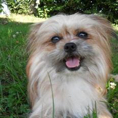 Blanding af racer Sammy