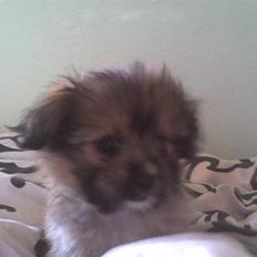 Blanding af racer Sammy