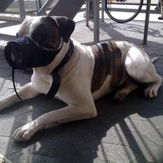 Amerikansk bulldog kenzo