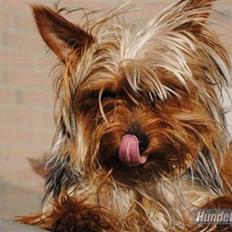 Yorkshire terrier *Little big horns Karla*