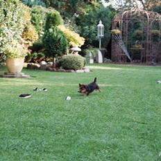 Yorkshire terrier *Little big horns Karla*