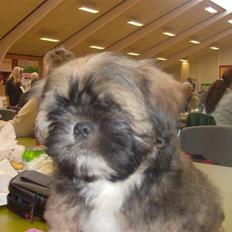 Lhasa apso aremis