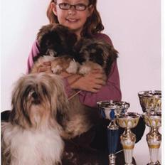 Lhasa apso aremis